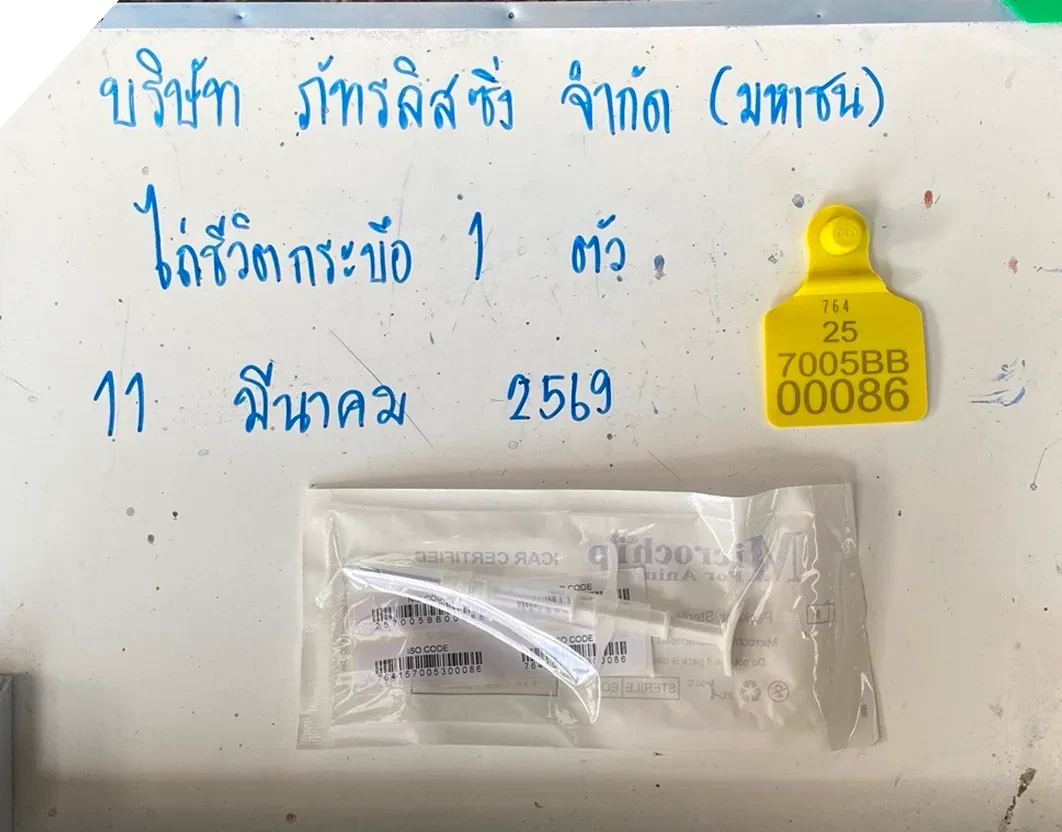 ไถ่โค โตไปกับชุมชน